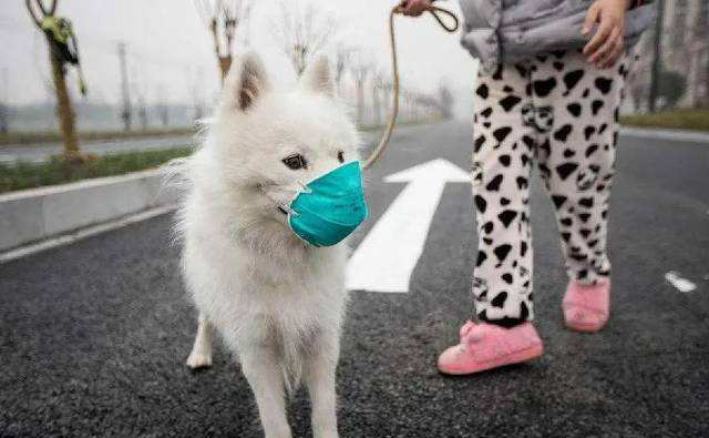 Dreifist SASR-Cov-2 til gæludýra?